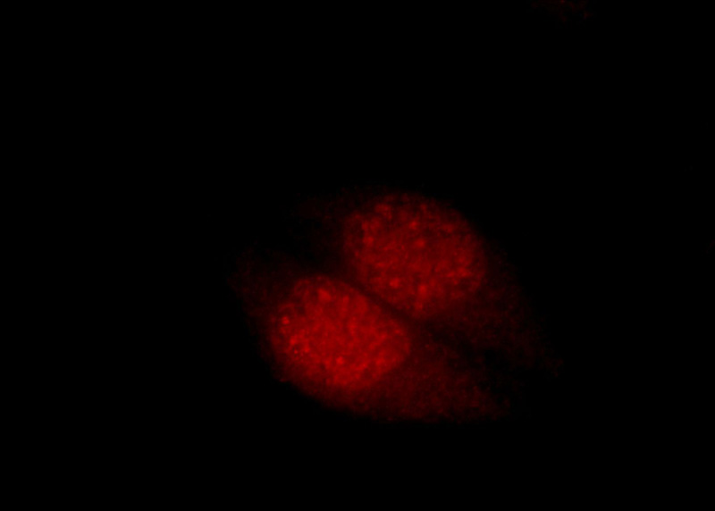 Immunofluorescent analysis of HepG2 cells, using CPSF4 antibody Catalog No:109527 at 1:50 dilution and Rhodamine-labeled goat anti-rabbit IgG (red).