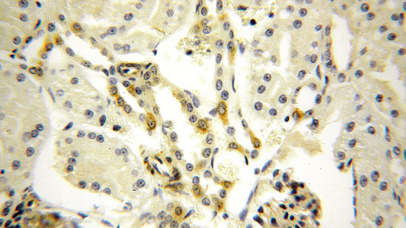 Immunohistochemical of paraffin-embedded human kidney using Catalog No:112876(MSRB2 antibody) at dilution of 1:100 (under 40x lens)