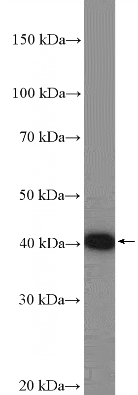 HeLa cells were subjected to SDS PAGE followed by western blot with Catalog No:114396(PSMD13 Antibody) at dilution of 1:1000