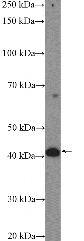 L02 cells were subjected to SDS PAGE followed by western blot with Catalog No:110901(GCDH Antibody) at dilution of 1:600