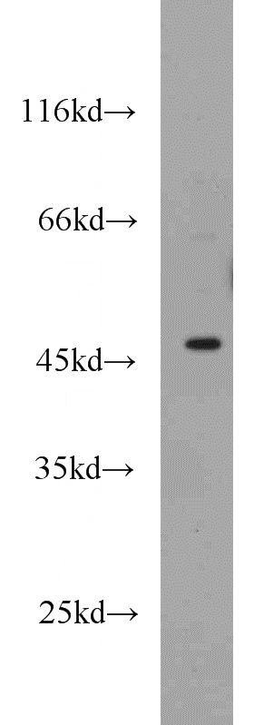 MCF7 cells were subjected to SDS PAGE followed by western blot with Catalog No:110881(GATA3 antibody) at dilution of 1:500