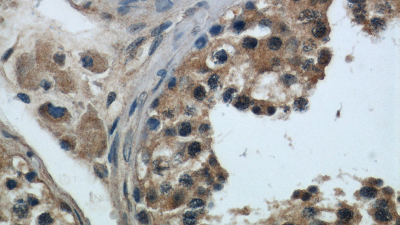 Immunohistochemical of paraffin-embedded human testis using Catalog No:116380(TTC31 antibody) at dilution of 1:50 (under 40x lens)