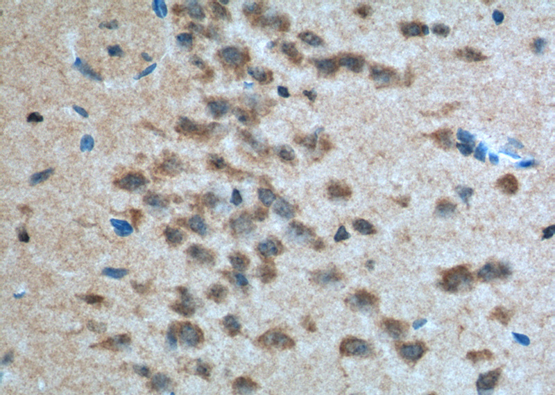 Immunohistochemistry of paraffin-embedded mouse brain tissue slide using Catalog No:114344(PVRL1 Antibody) at dilution of 1:200 (under 40x lens). heat mediated antigen retrieved with Tris-EDTA buffer(pH9).