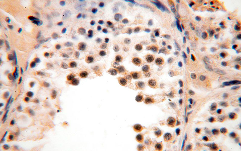 Immunohistochemical of paraffin-embedded human testis using Catalog No:112514(METAP2 antibody) at dilution of 1:50 (under 40x lens)
