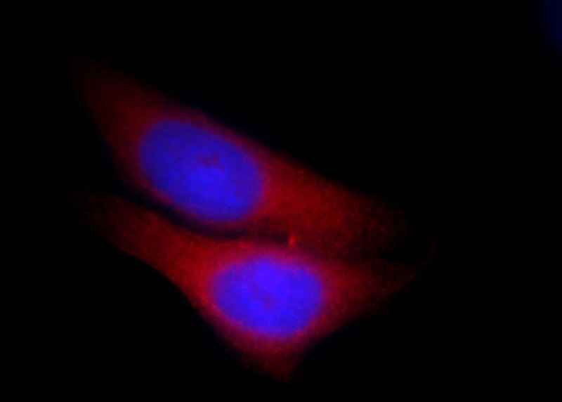 Immunofluorescent analysis of HepG2 cells, using KIAA0174 antibody Catalog No:111943 at 1:25 dilution and Rhodamine-labeled goat anti-rabbit IgG (red). Blue pseudocolor = DAPI (fluorescent DNA dye).