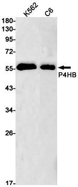 Western blot detection of P4HB in K562,C6 cell lysates using P4HB Rabbit pAb(1:1000 diluted).Predicted band size:57kDa.Observed band size:57kDa.