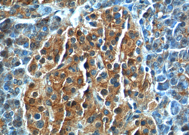 Immunohistochemistry of paraffin-embedded human pancreas tissue slide using Catalog No:110992(NESP55,GNAS Antibody) at dilution of 1:200 (under 40x lens)