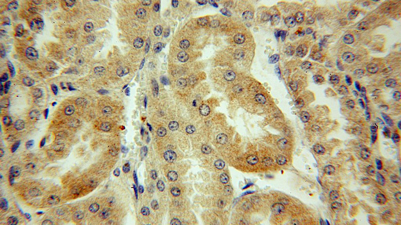 Immunohistochemical of paraffin-embedded human kidney using Catalog No:117247(BRUNOL6 antibody) at dilution of 1:50 (under 40x lens)