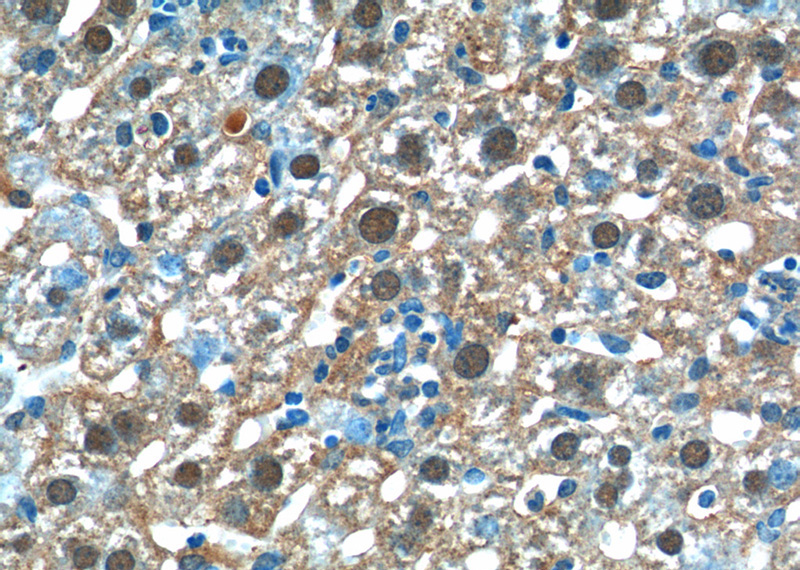 Immunohistochemistry of paraffin-embedded mouse liver tissue slide using Catalog No:108640(C11orf54 Antibody) at dilution of 1:50 (under 40x lens)