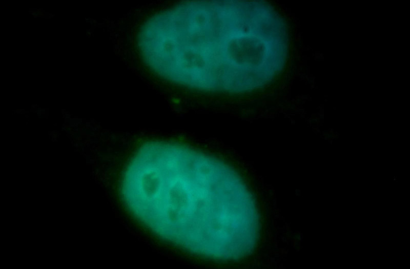 Immunofluorescent analysis of HepG2 cells, using DRAP1 antibody Catalog No:110014 at 1:100 dilution and FITC-labeled donkey anti-rabbit IgG(green). Blue pseudocolor = DAPI (fluorescent DNA dye).