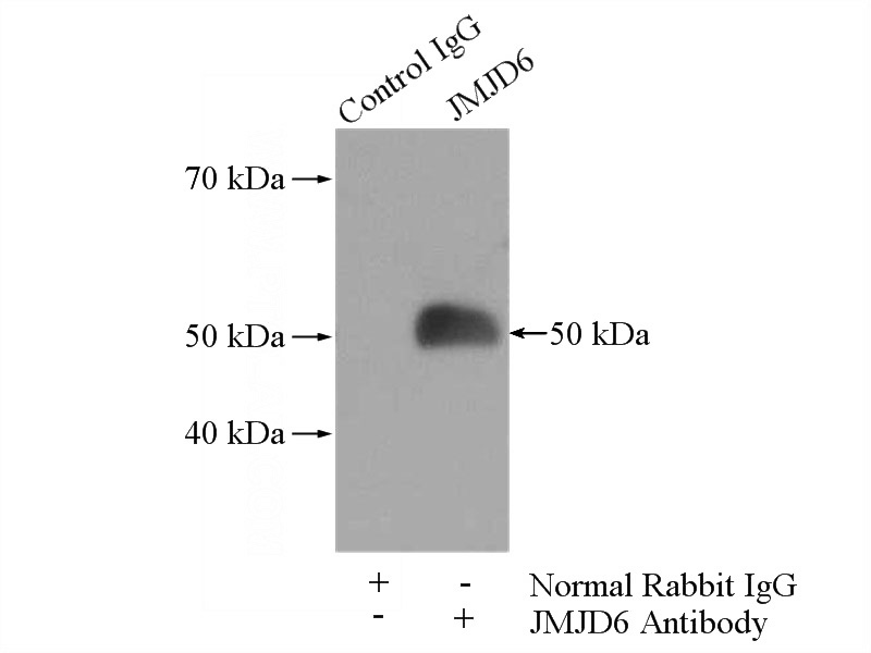 IP Result of anti-JMJD6 (IP:Catalog No:111888, 4ug; Detection:Catalog No:111888 1:500) with K-562 cells lysate 1200ug.