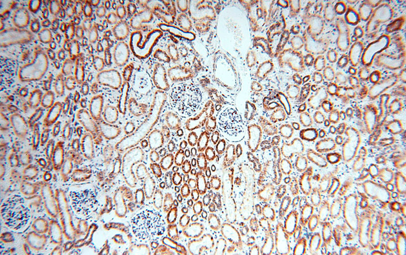 Immunohistochemical of paraffin-embedded human kidney using Catalog No:110918(GCSH antibody) at dilution of 1:100 (under 10x lens)