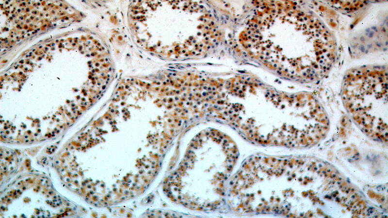 Immunohistochemical of paraffin-embedded human testis using Catalog No:110797(FUT10 antibody) at dilution of 1:100 (under 10x lens)