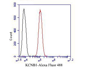 Fig4: Flow cytometric analysis of KCNB1 was done on SH-SY5Y cells. The cells were fixed, permeabilized and stained with the primary antibody ( 1/50) (red). After incubation of the primary antibody at room temperature for an hour, the cells were stained with a Alexa Fluor 488-conjugated Goat anti-Rabbit IgG Secondary antibody at 1/1000 dilution for 30 minutes.Unlabelled sample was used as a control (cells without incubation with primary antibody; black).