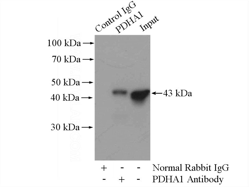IP Result of anti-PDHA1 (IP:Catalog No:113678, 4ug; Detection:Catalog No:113678 1:1000) with mouse kidney tissue lysate 4400ug.