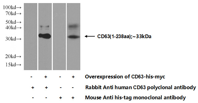 Transfected HEK-293 cells were subjected to SDS PAGE followed by western blot with Catalog No:109133(CD63 Antibody) at dilution of 1:1000