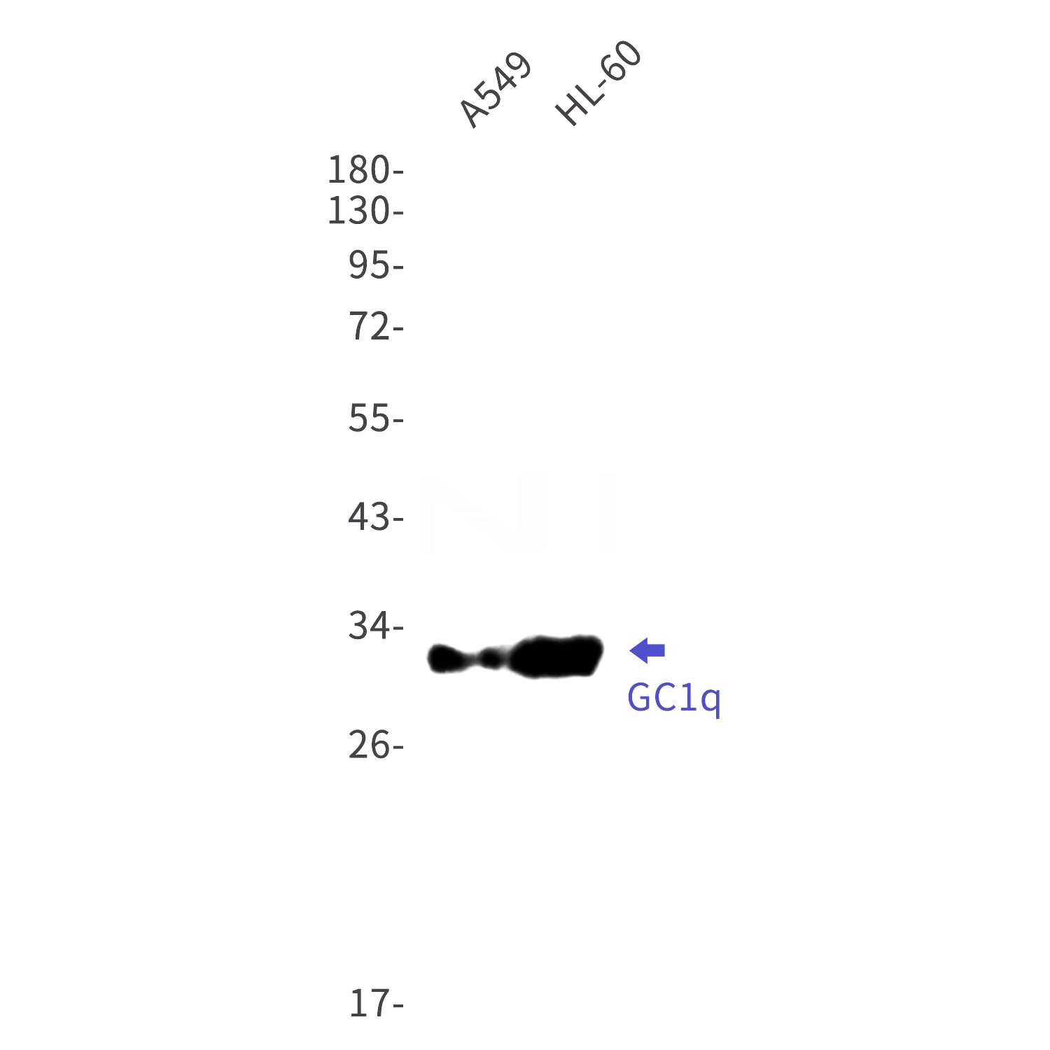 Western blot detection of GC1q R in A549,HL-60 cell lysates using GC1q R Rabbit mAb(1:1000 diluted).Predicted band size:31kDa.Observed band size:31kDa.