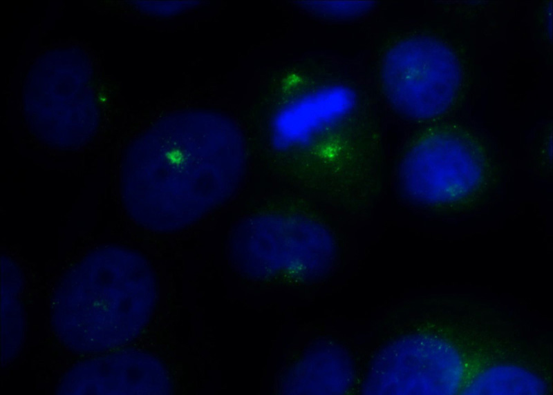 Immunofluorescent analysis of HeLa cells using Catalog No:117082(AZI1 Antibody) at dilution of 1:50 and Alexa Fluor 488-congugated AffiniPure Goat Anti-Rabbit IgG(H+L)