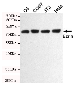 Western blot detection of Ezrin (Ab-567) in Hela,C6,3T3 and COS7 cell lysates using Ezrin (Ab-567) rabbit pAb (1:1000 diluted).Predicted band size:81KDa.Observed band size:81KDa.