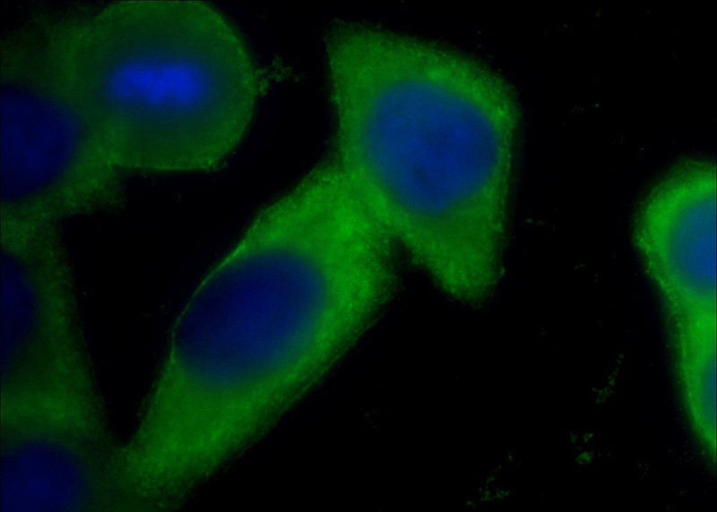 Immunofluorescent analysis of HeLa cells using Catalog No:107056(Annexin A2 Antibody) at dilution of 1:100 and Alexa Fluor 488-congugated AffiniPure Goat Anti-Mouse IgG(H+L)
