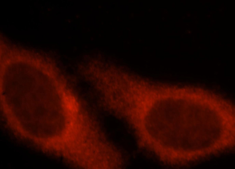 Immunofluorescent analysis of HepG2 cells, using SAPS3 antibody Catalog No:115063 at 1:25 dilution and Rhodamine-labeled goat anti-rabbit IgG (red).