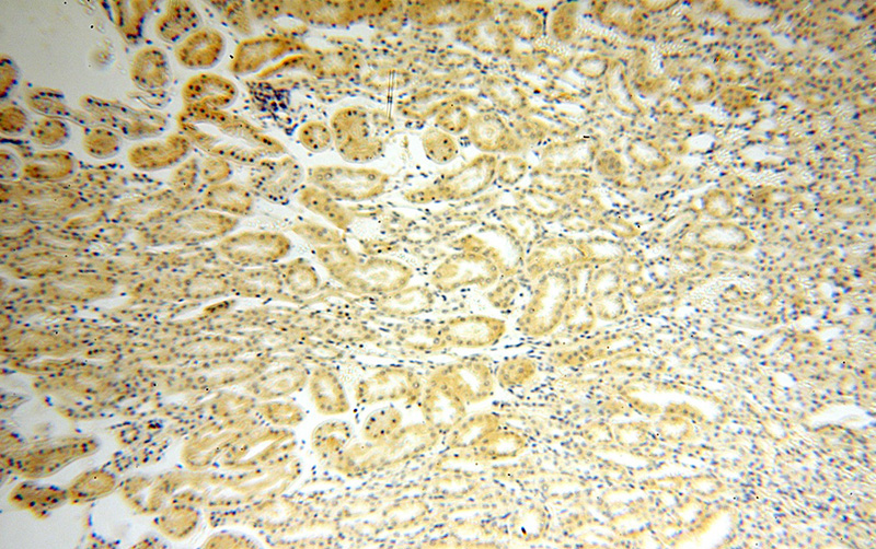 Immunohistochemical of paraffin-embedded human kidney using Catalog No:113958(PLEKHA8 antibody) at dilution of 1:50 (under 10x lens)
