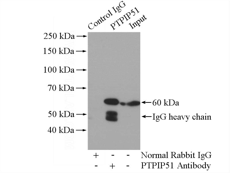 IP Result of anti-PTPIP51 (IP:Catalog No:114313, 4ug; Detection:Catalog No:114313 1:1000) with HEK-293 cells lysate 1100ug.
