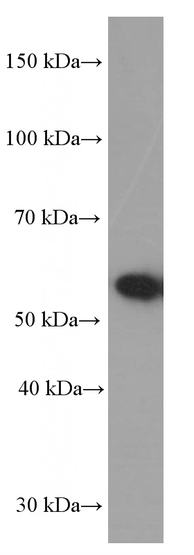 Raji cells were subjected to SDS PAGE followed by western blot with Catalog No:107636(TRAF3 Antibody) at dilution of 1:1000