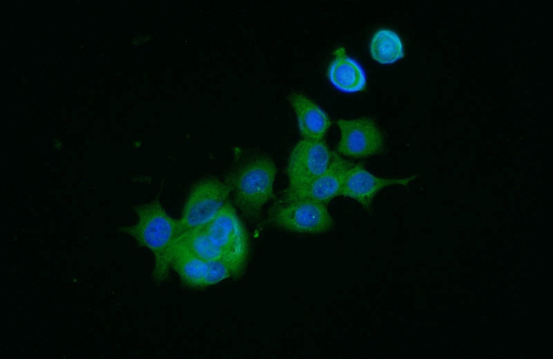 Immunofluorescent analysis of MCF-7 cells using Catalog No:113398(NUTF2 Antibody) at dilution of 1:25 and Alexa Fluor 488-congugated AffiniPure Goat Anti-Rabbit IgG(H+L)