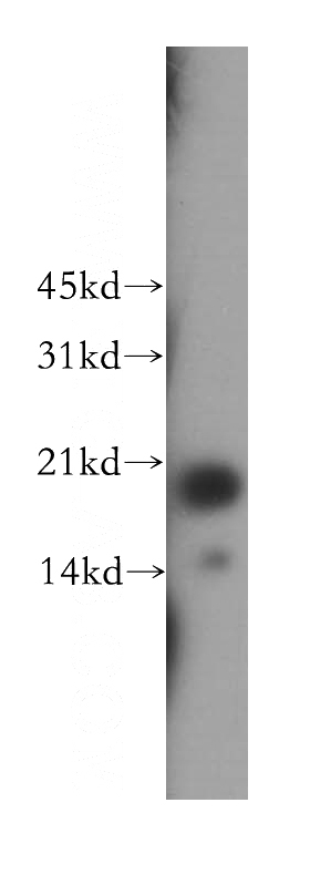 HEK-293 cells were subjected to SDS PAGE followed by western blot with Catalog No:110454(FAIM antibody) at dilution of 1:800