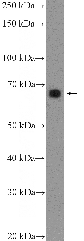NCCIT cell were subjected to SDS PAGE followed by western blot with Catalog No:111203(GRHL1 Antibody) at dilution of 1:300