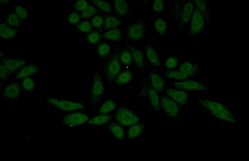 Immunofluorescent analysis of HeLa cells using Catalog No:113614(PBX1 Antibody) at dilution of 1:50 and Alexa Fluor 488-congugated AffiniPure Goat Anti-Rabbit IgG(H+L)