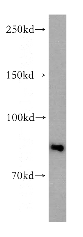 HEK-293 cells were subjected to SDS PAGE followed by western blot with Catalog No:108159(ARNT2 antibody) at dilution of 1:300