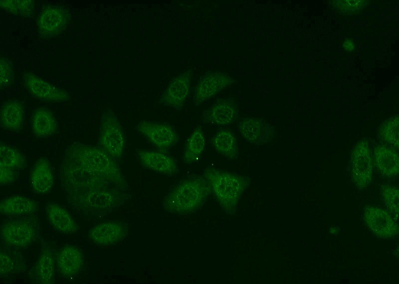 Immunofluorescent analysis of MCF-7 cells using Catalog No:111208(GRIM19 Antibody) at dilution of 1:50 and Alexa Fluor 488-congugated AffiniPure Goat Anti-Rabbit IgG(H+L)