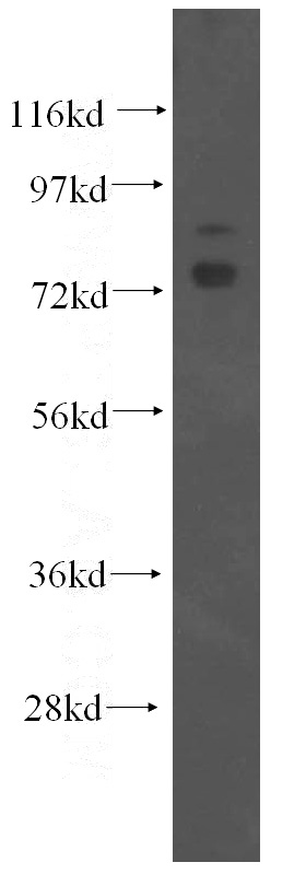 HEK-293 cells were subjected to SDS PAGE followed by western blot with Catalog No:113427(OS9 antibody) at dilution of 1:300