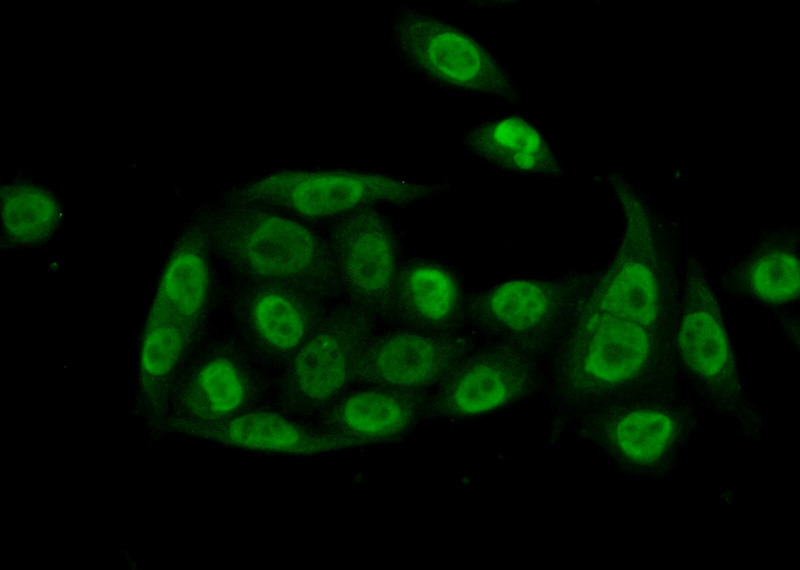 Immunofluorescent analysis of (10% Formaldehyde) fixed HeLa cells using Catalog No:114162(PQBP1 Antibody) at dilution of 1:50 and Alexa Fluor 488-congugated AffiniPure Goat Anti-Rabbit IgG(H+L)