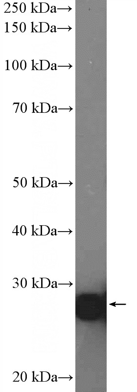 Raji cells were subjected to SDS PAGE followed by western blot with Catalog No:116899(YWHAZ Antibody) at dilution of 1:1000