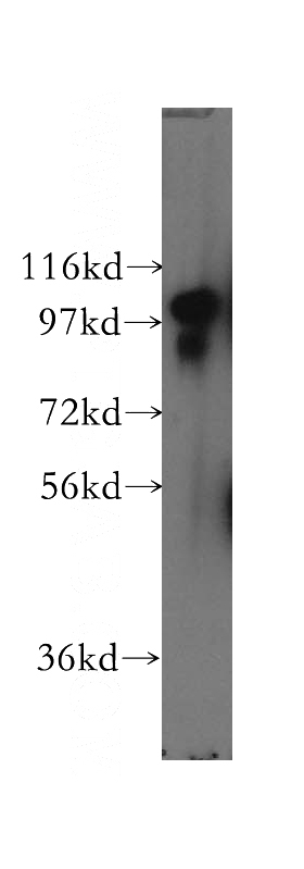 NIH/3T3 cells were subjected to SDS PAGE followed by western blot with Catalog No:115023(SCYL2 antibody) at dilution of 1:500
