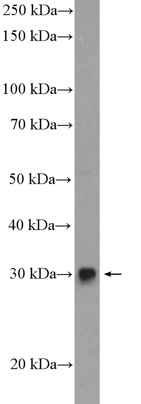 A375 cells were subjected to SDS PAGE followed by western blot with Catalog No:110635(FGF5 Antibody) at dilution of 1:600