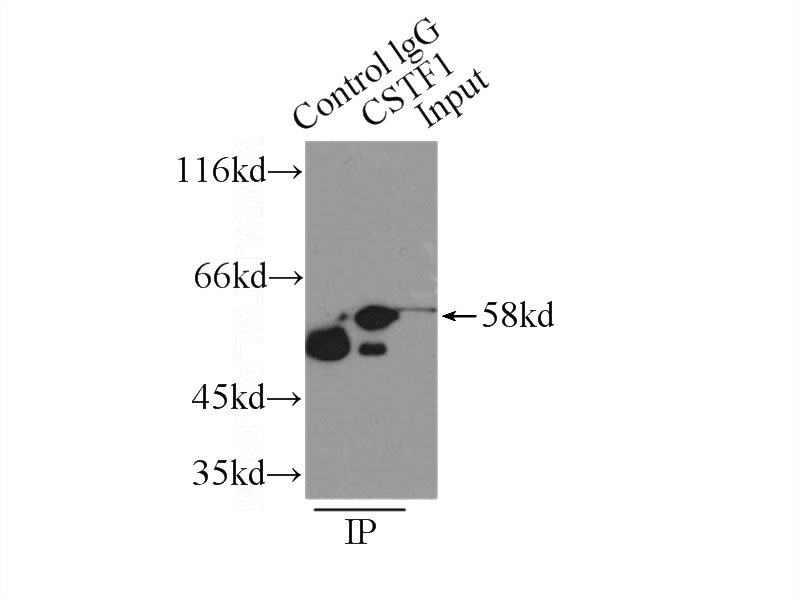 IP Result of anti-CSTF1 (IP:Catalog No:109616, 2ug; Detection:Catalog No:109616 1:500) with NIH/3T3 cells lysate 2500ug.