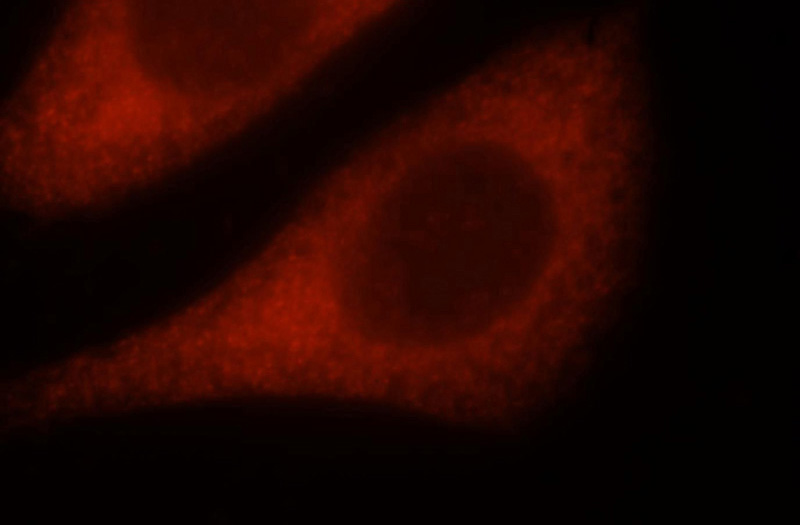 Immunofluorescent analysis of Hela cells, using NQO2 antibody Catalog No:113228 at 1:25 dilution and Rhodamine-labeled goat anti-rabbit IgG (red).