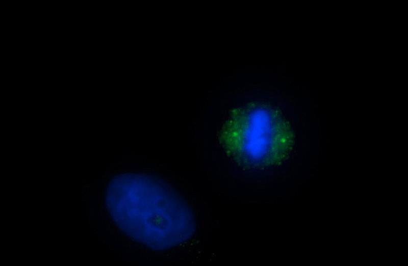 Immunofluorescent analysis of HeLa cells using Catalog No:109269(CEP192 Antibody) at dilution of 1:50 and Alexa Fluor 488-congugated AffiniPure Goat Anti-Rabbit IgG(H+L)