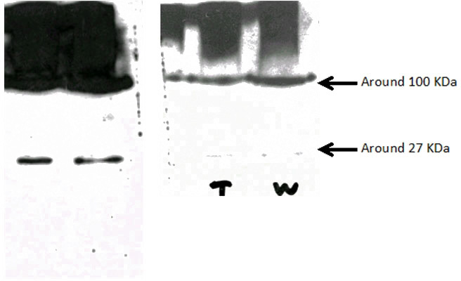 WB result of anti-EFHD2 (Catalog No:110210, 1:200) with mouse brain tissue lysate by Dr. Wu Zhiyuan.