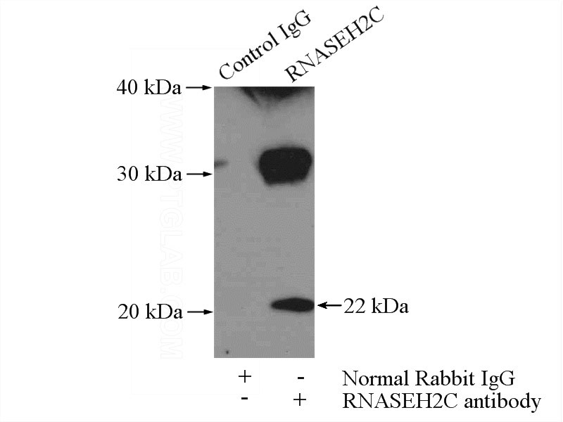 IP Result of anti-RNASEH2C (IP:Catalog No:114731, 3ug; Detection:Catalog No:114731 1:500) with HEK-293 cells lysate 3200ug.