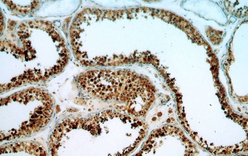 Immunohistochemical of paraffin-embedded human testis using Catalog No:108406(BAG1 antibody) at dilution of 1:50 (under 10x lens)