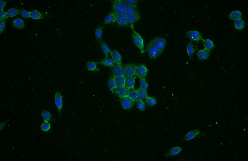 Immunofluorescent analysis of BxPC-3 cells using Catalog No:111087(GPC1 Antibody) at dilution of 1:25 and Alexa Fluor 488-congugated AffiniPure Goat Anti-Rabbit IgG(H+L)
