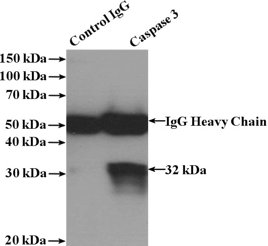 IP Result of anti-Caspase 3 (IP:Catalog No:108876, 4ug; Detection:Catalog No:108876 1:500) with NIH/3T3 cells lysate 2000ug.