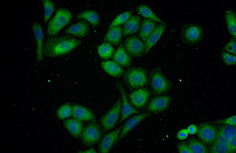 Immunofluorescent analysis of PC-3 cells using Catalog No:114021(PMEPA1 Antibody) at dilution of 1:25 and Alexa Fluor 488-congugated AffiniPure Goat Anti-Rabbit IgG(H+L)