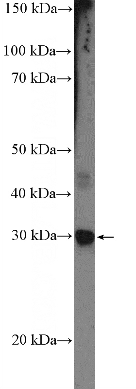 MCF-7 cells were subjected to SDS PAGE followed by western blot with Catalog No:109314(CIDEC Antibody) at dilution of 1:1000