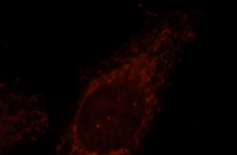 Immunofluorescent analysis of HepG2 cells, using COQ9 antibody Catalog No:109473 at 1:25 dilution and Rhodamine-labeled goat anti-rabbit IgG (red).